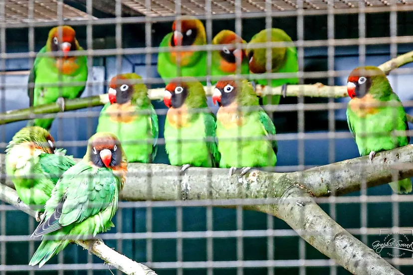 2024 11 07 vogelvriend 04