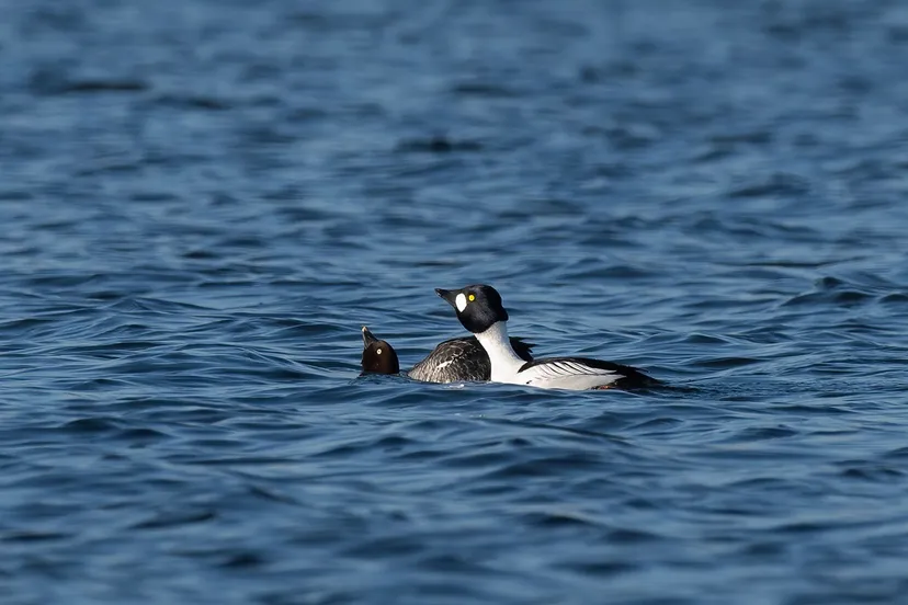 2025 01 08 brilduikers