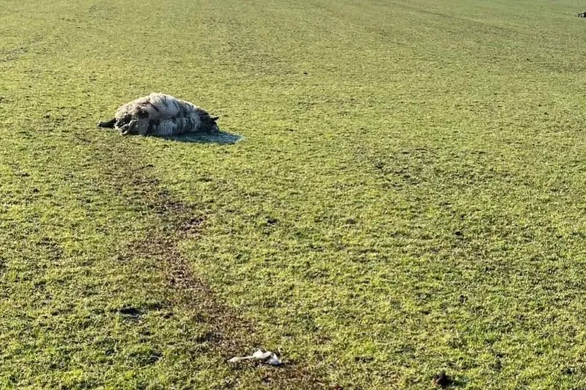 2025 02 18 dood schaap