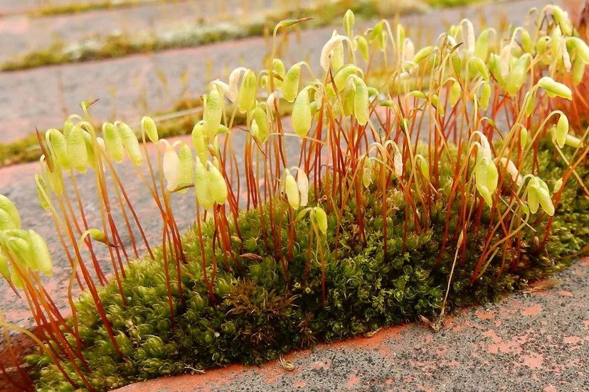 2025 03 12 gedraaid knikmos