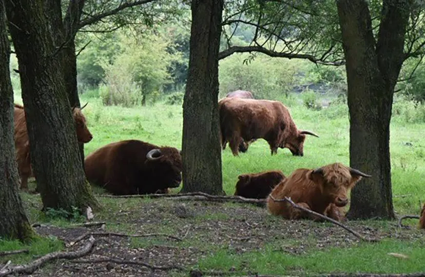 2025 04 15 stille kern 2