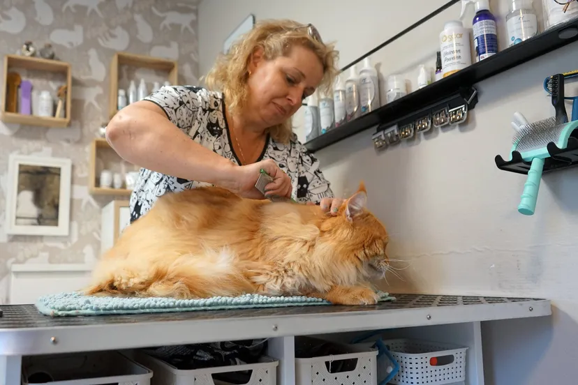 2025 04 29 kattensalon 2