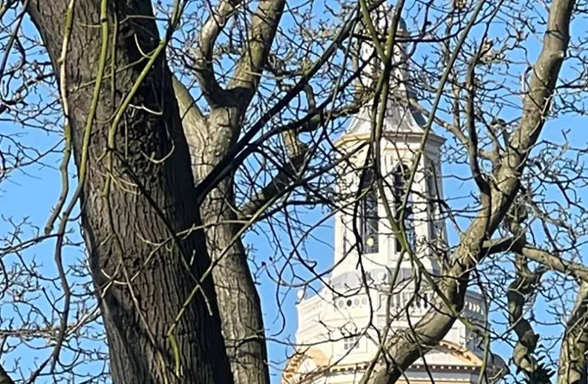 2025 05 12 fraaie oude boom bij grote kerk