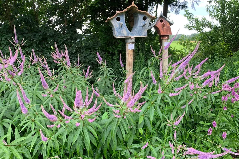 2025 05 15 vogelhuisje