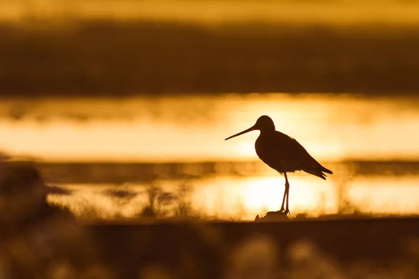 2025-11-09 natuurfoto harry van t veld-2