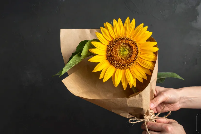 2026-04-22 zonnebloem