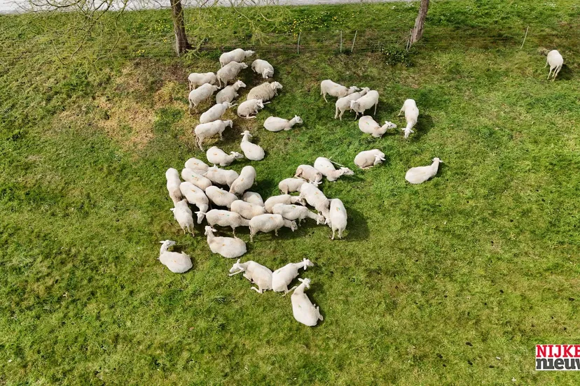 2026-04-SCHAAPSKUDDE-2