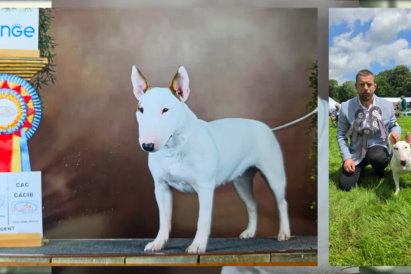 2026-06-23 Piggy Ryga Bul-Corg,