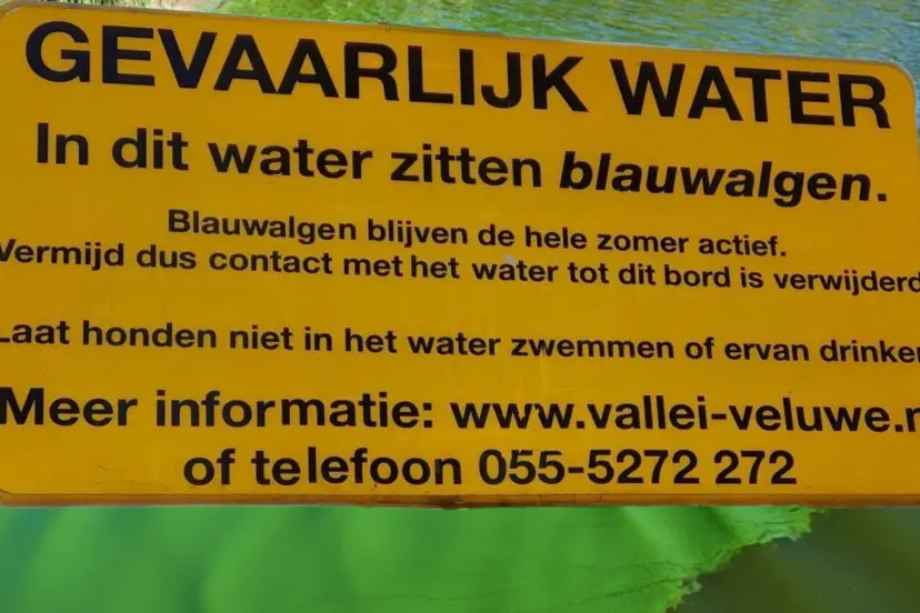 2026-07-17 blauwalg