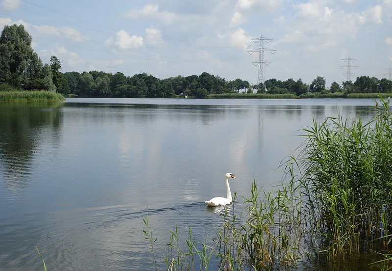 800px rosmalense plas