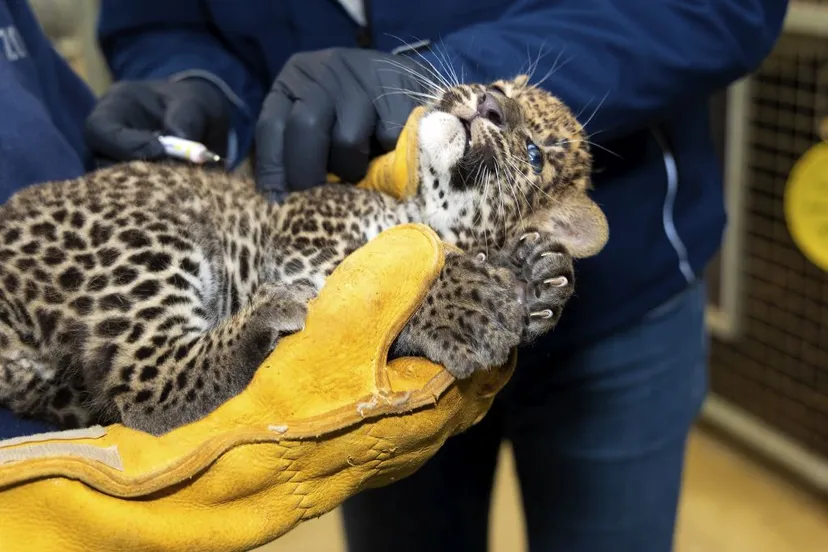 bzenten panterjong 3