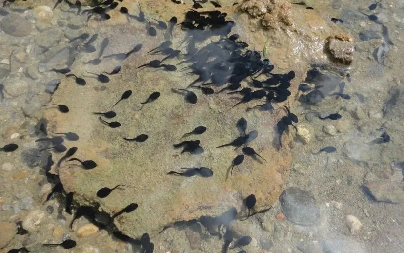 droogtekikkervisje alfonso1967 pixabay 915x518 1