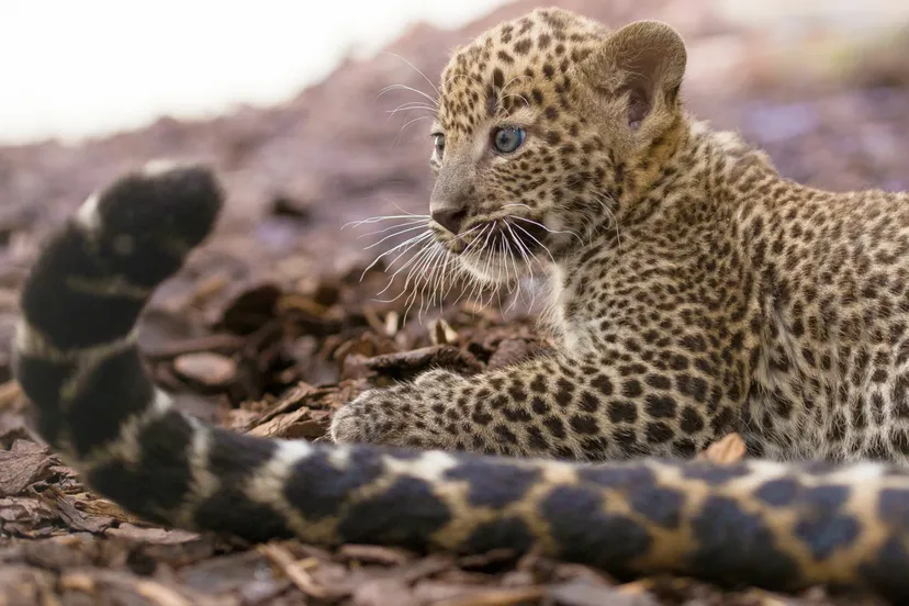 een eerder en ouder panterjong 2 scaled