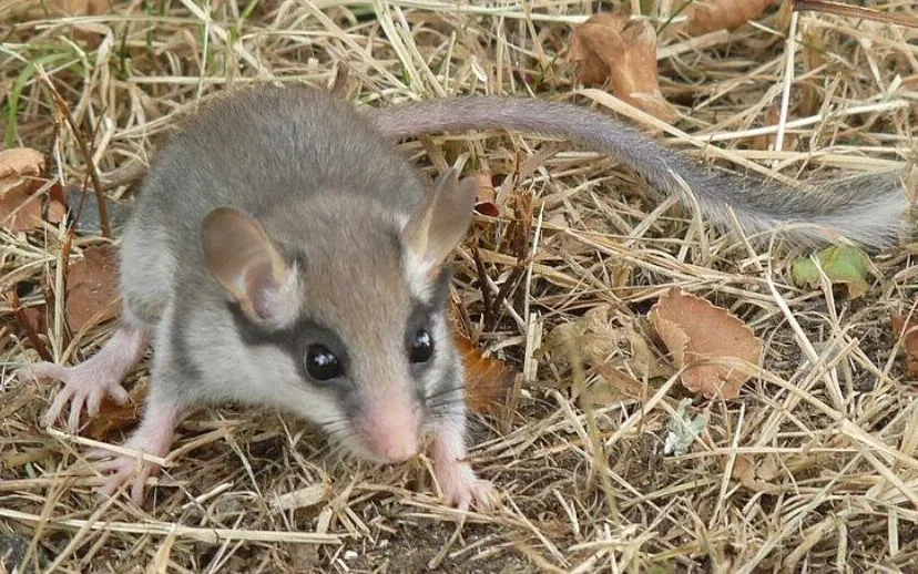 eikelmuis jack ma cc by sa 30 wikimedia 915x518 1