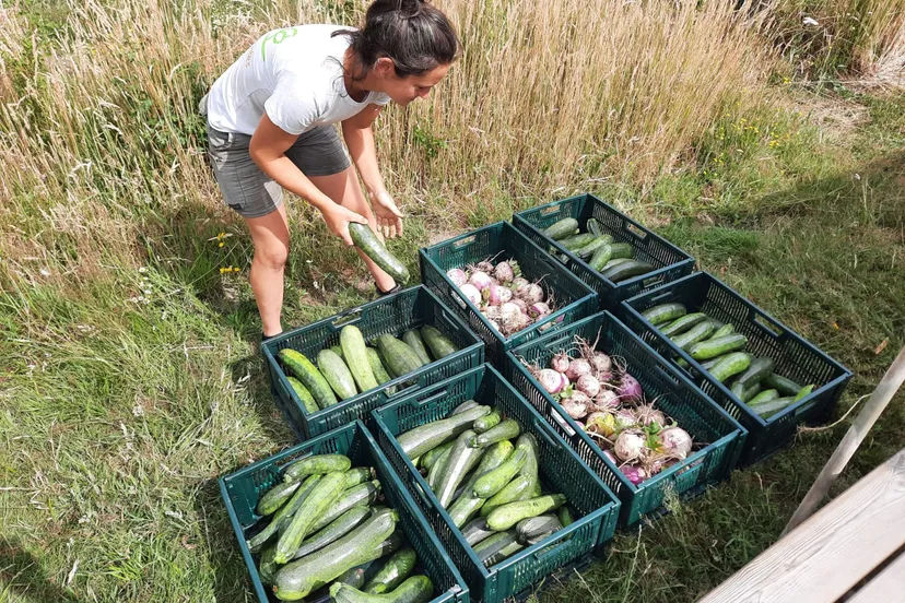 fotogragie1 gelukkigegroentes rechtenvrij jorianxx liselotteraben