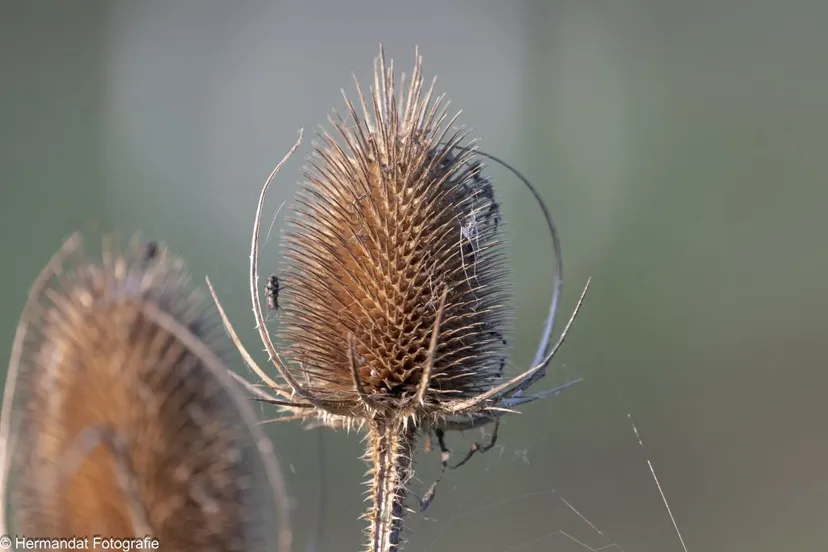 grote kaardebolhermandaatfotografie 6606