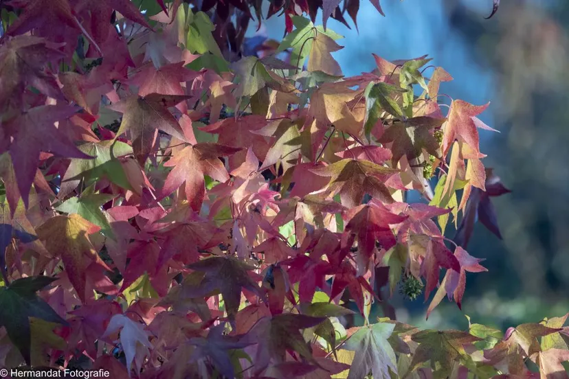 herfstkleurenhermanhendriks 8676