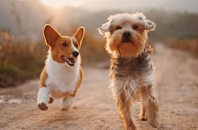 hondenbelasting 220831