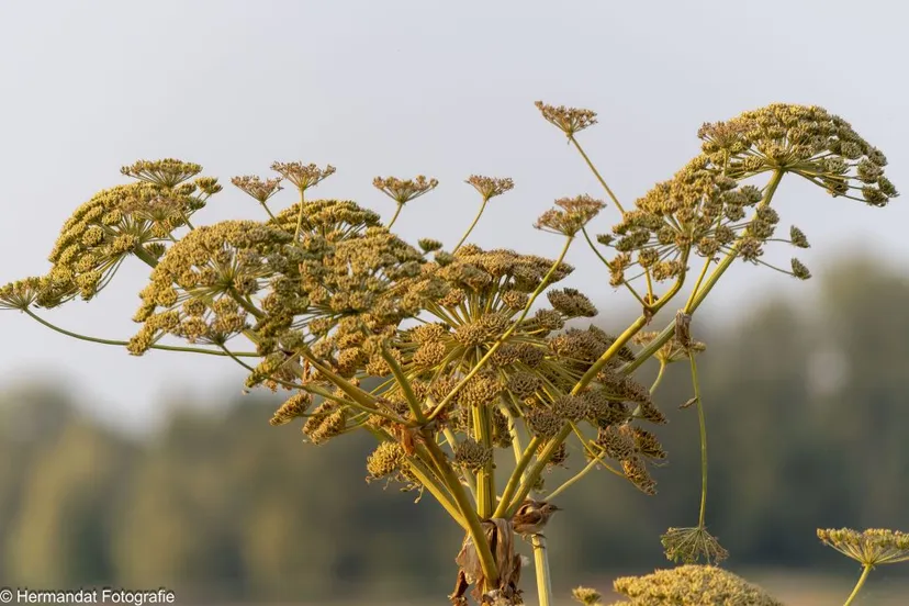 ivngrote engelwortel 3765