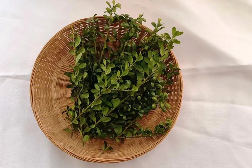 oud katholieke kerk nijmegen palmtakken palmzondag