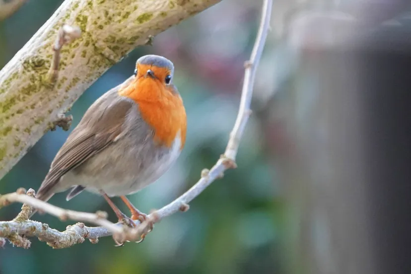 roodborstjedickvbreda2 scaled