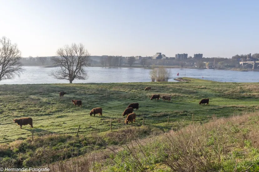 schotse hooglanders in de stadswaard nijmegen 7982