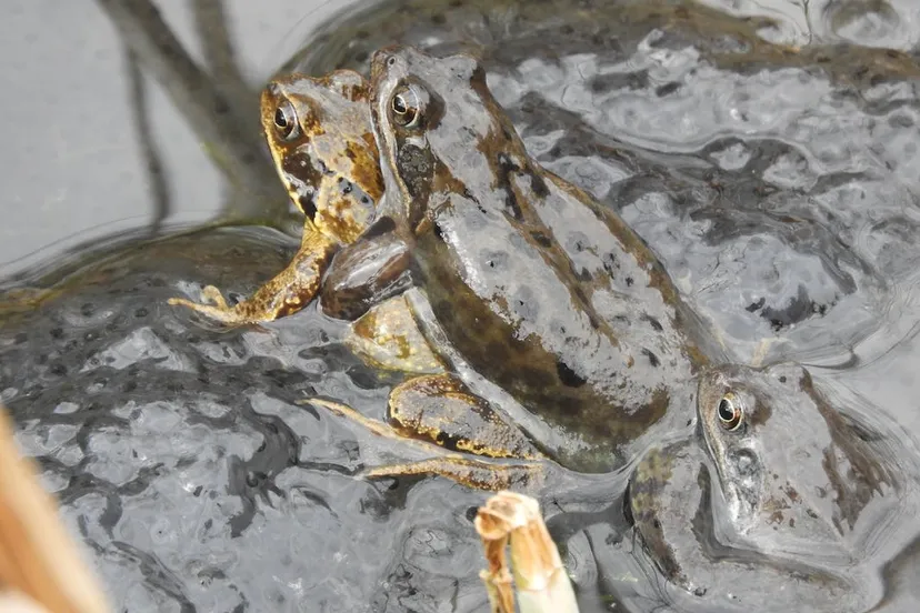 werkgroep botanische tuin