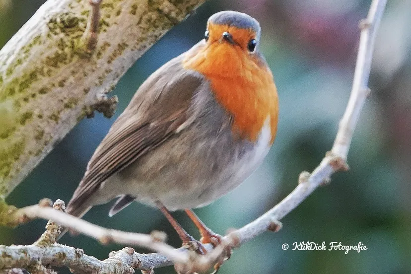 roodborstje dick van breda o