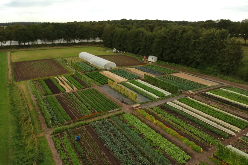 gelukkige groentes scaled