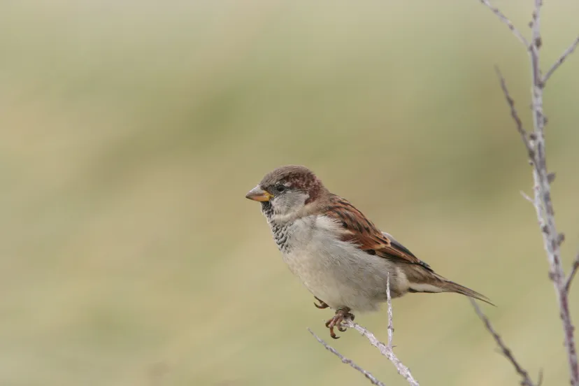 martin hierck huismus martin hierck 06