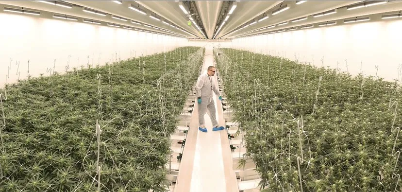 hollandse hoogte wietteelt bemmel