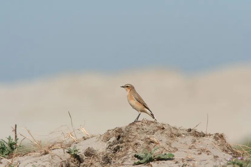 martin hierck tapuit martin hierckjpg
