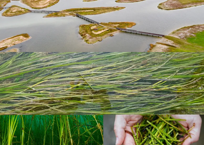 zeegras radboud univ6