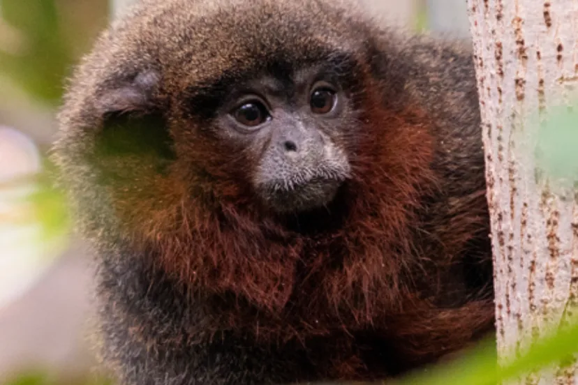 apen lopen vrij tussen bezoekers