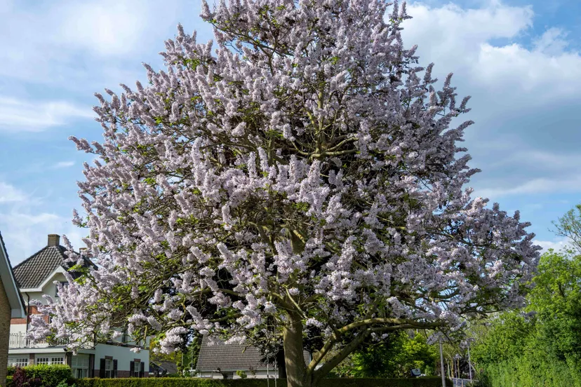 elstanna pauwlonaboom 785501