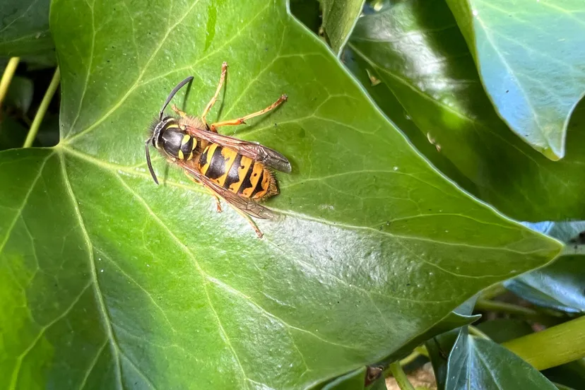 close-up koningin gewone wesp op blad klimop bovenaanzicht - Nathan Veenstra