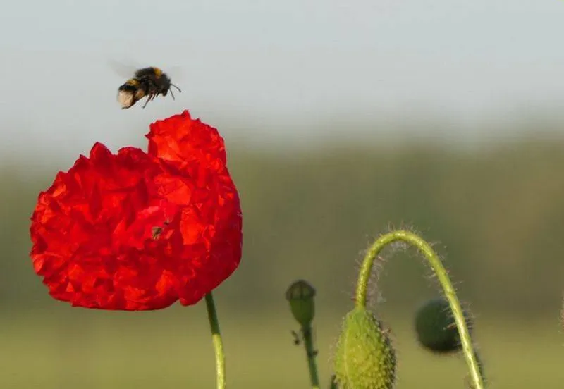 vlinderrijke akkerranden. Gemeente Lingewaard