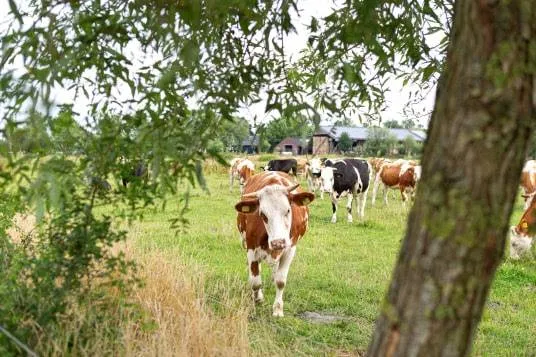 WakkerDier.De Koelste Weide.2025.Halle.