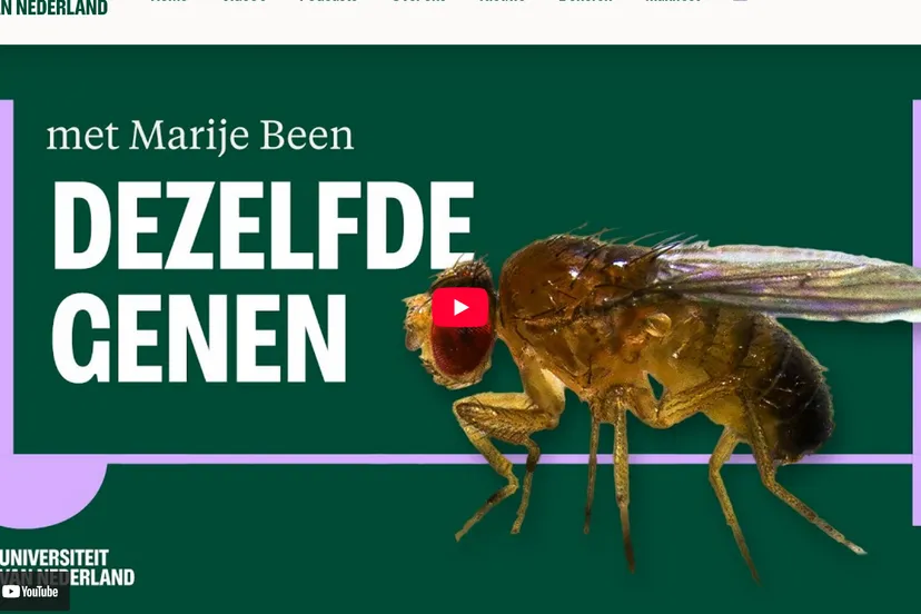 SWaarom we allemaal op fruitvliegen lijken Universiteit van Nederland