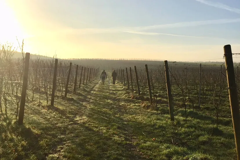 Wijnhoeve De Colonjes