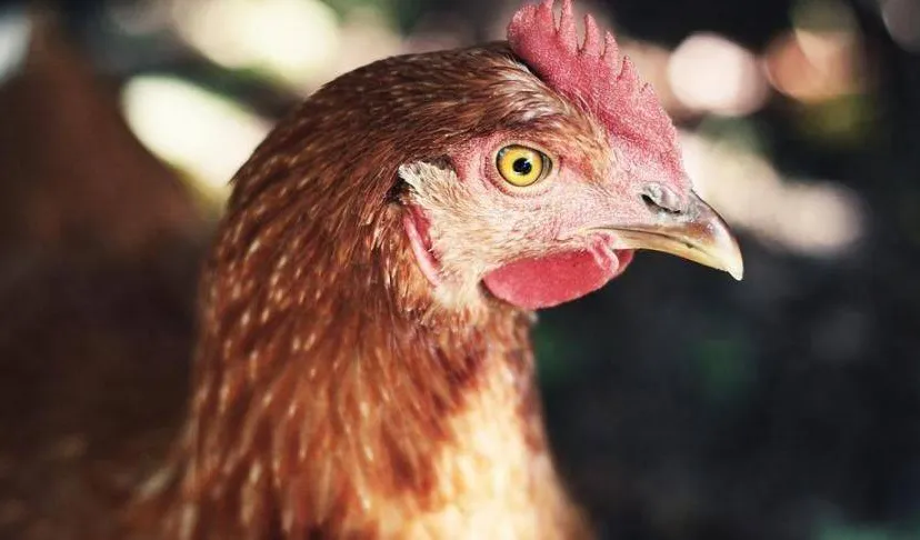 Vogelgriep-Rijksoverheid