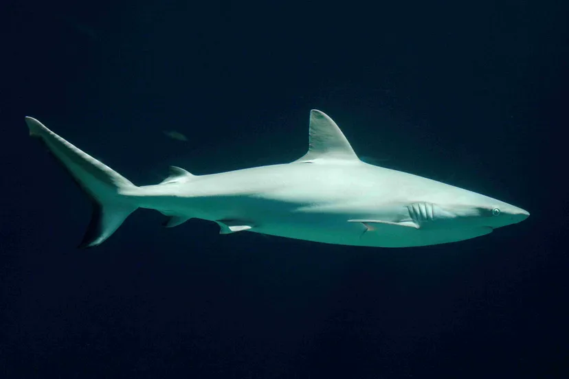 Volwassen-grijze-rifhaai-1-Foto-Theo-Kruse
