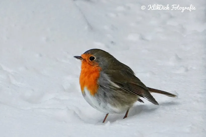 Roodborstje in de sneeuw Dick van Breda