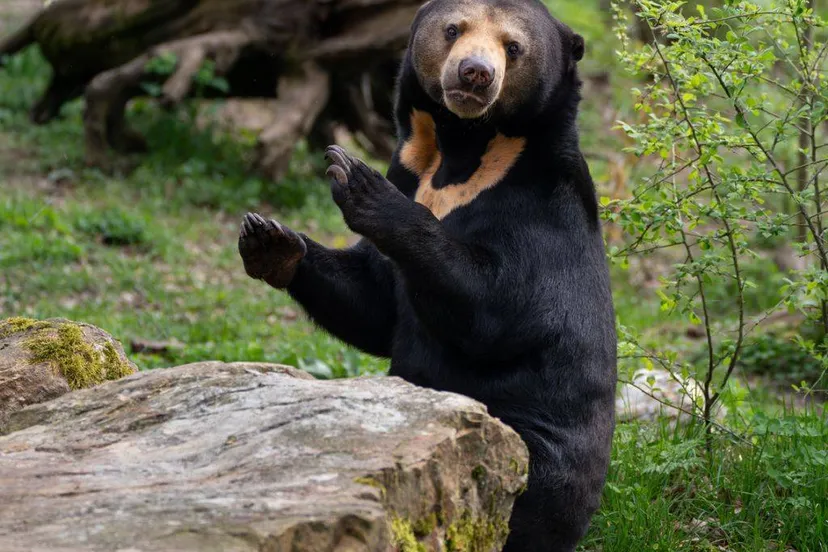 Maleise berin naar Tsjechie