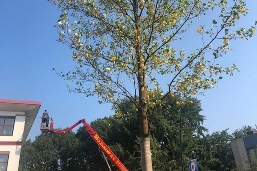 117766781 4129066183831264 972904711180914905 o e1597328499973