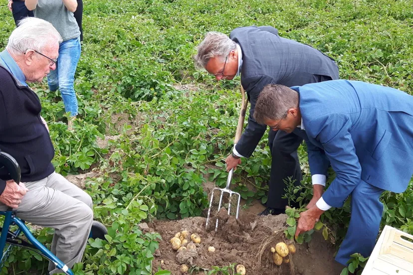 180711 oogst koninklijke aardappel