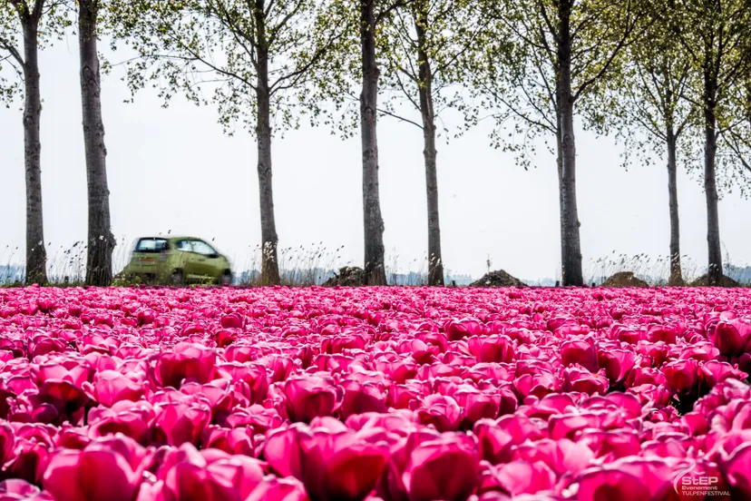 2019 tulpenfestival web 32