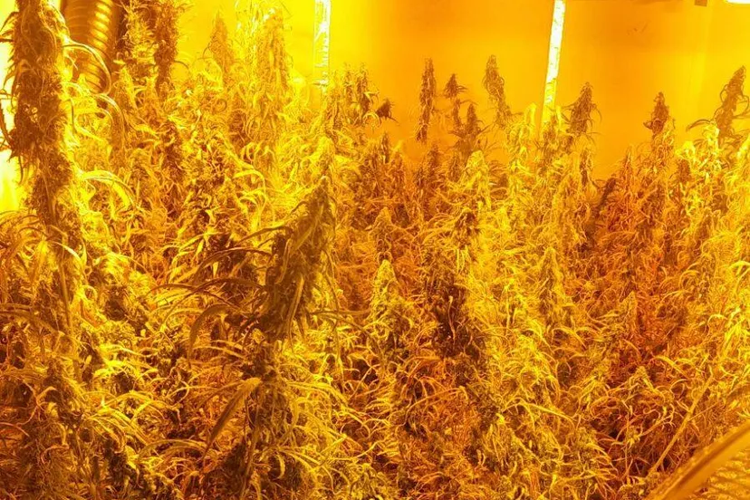 20637793 1932655557001040 3234376991799232438 n