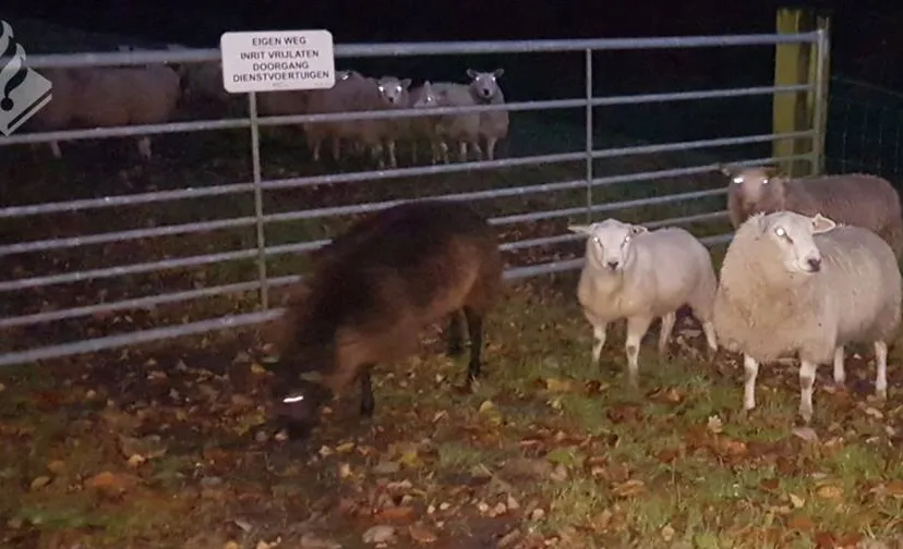 23755036 1980464842220111 4667031556208290403 n