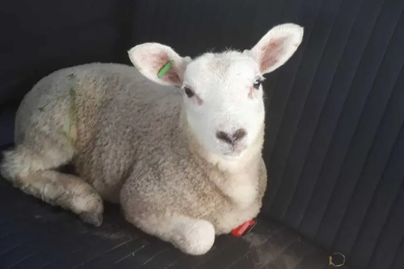 30740670 2074515419481719 6522558480507587072 n e1524131662852